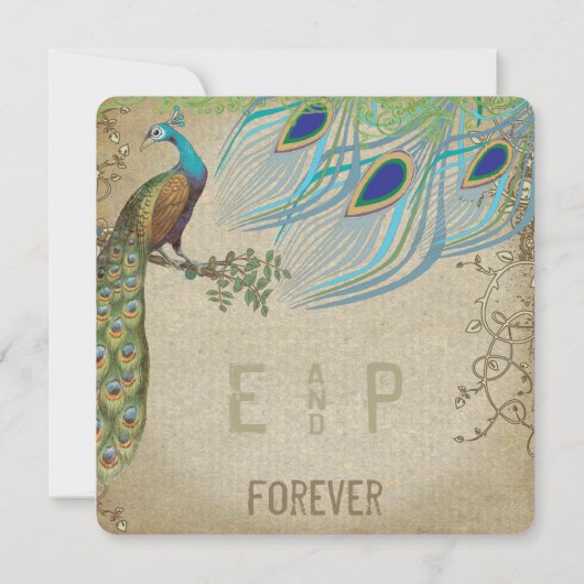 Peacock  3 Verfveren oud papier Kaart (Achterkant)