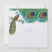 Peacock  4 Veters met Peacock Kaart (Achterkant)