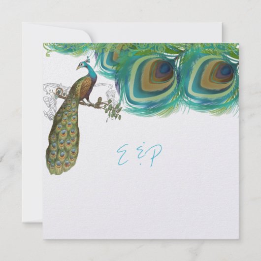 Peacock 4 Veters met Peacock Kaart (Achterkant)