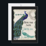 Peacock 5 - sparen de Datum Save The Date<br><div class="desc">Er is een aanraking van waanzinnig en leuk in dit ontwerp met twee pauken, één in volle intense kleuren kobalt, pauw, en aqua blauw met paars en groen, het andere is een pen en inkt die in pauw blauw tekenen. U hebt uw keuze uit achtergrondkleuren, hier getoond in pauw of...</div>