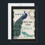 Peacock 5 - sparen de Datum Save The Date<br><div class="desc">Er is een aanraking van waanzinnig en leuk in dit ontwerp met twee pauken, één in volle intense kleuren kobalt, pauw, en aqua blauw met paars en groen, het andere is een pen en inkt die in pauw blauw tekenen. U hebt uw keuze uit achtergrondkleuren, hier getoond in pauw of...</div>