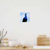 Peacock aan de muur poster (Keuken)