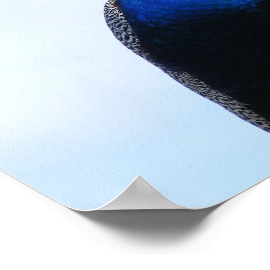 Peacock aan de muur poster (Hoek)