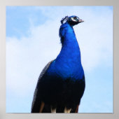 Peacock aan de muur poster (Voorkant)