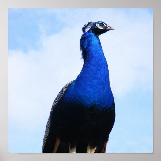 Peacock aan de muur poster (Voorkant)
