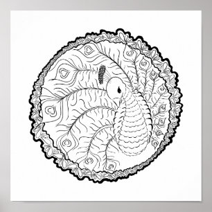 Peacock Adult Coloring Poster