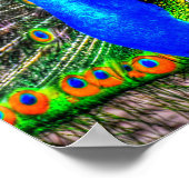 Peacock-Afbeelding Poster (Hoek)