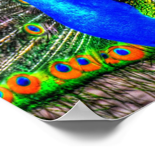 Peacock-Afbeelding Poster (Hoek)