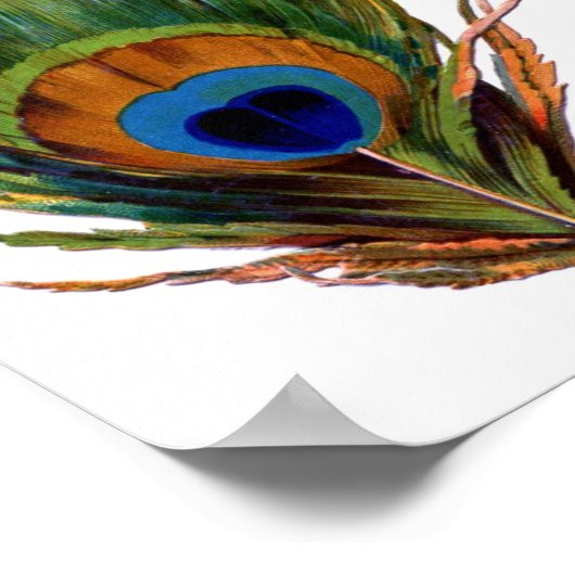 Peacock Afdrukken Poster (Hoek)