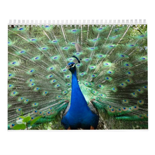 Peacock-agenda Kalender (Achterkant)