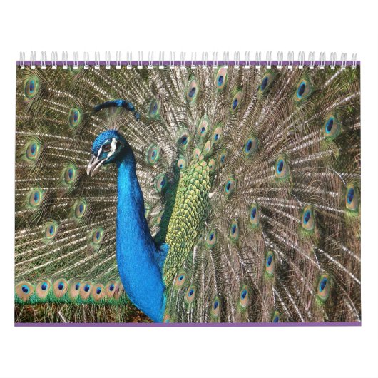 Peacock-agenda Kalender (Hoes)