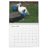 Peacock-agenda Kalender (Jan 2027)