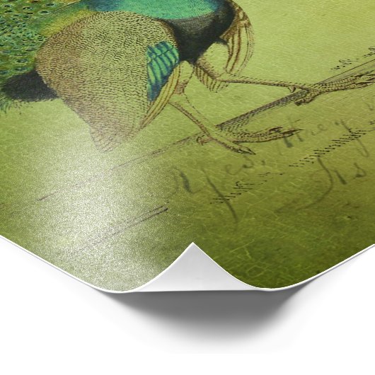  Peacock Art Collage Foto Afdruk (Hoek)