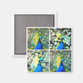 Peacock Art Magneet (Voorkant / Achterkant)