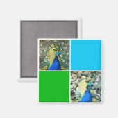 Peacock Art Magneet (Voorkant / Achterkant)
