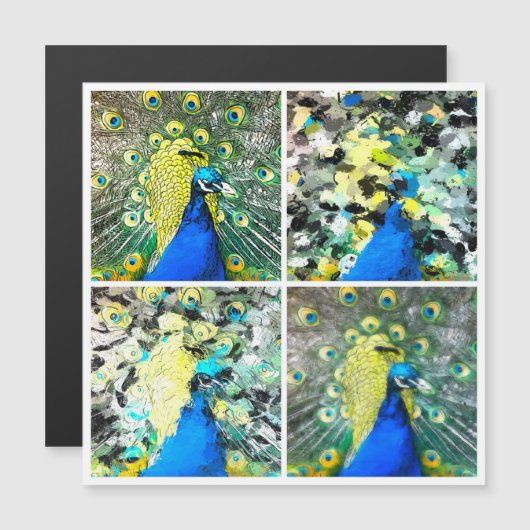 Peacock Art magnetische kaart (Voorkant / Achterkant)