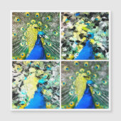 Peacock Art magnetische kaart (Voorkant)