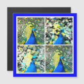 Peacock Art magnetische kaart (Voorkant / Achterkant)