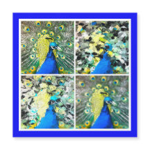 Peacock Art magnetische kaart