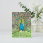 Peacock art vo1 briefkaart (Staand voorkant)