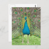Peacock art vo1 briefkaart (Voorkant / Achterkant)