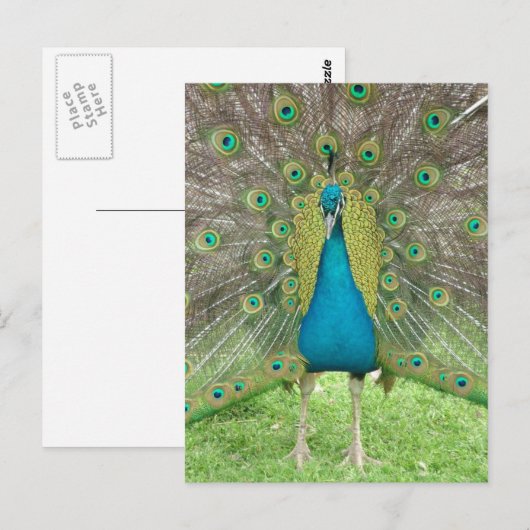 Peacock art vo1 briefkaart (Voorkant / Achterkant)