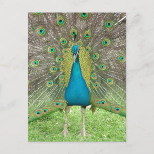 Peacock art vo1 briefkaart
