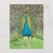 Peacock art vo1 briefkaart (Voorkant)
