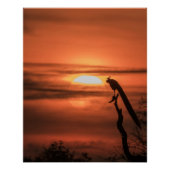 Peacock at Sunrise Perfect Poster (Voorkant)