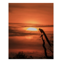 Peacock at Sunrise Perfect Poster