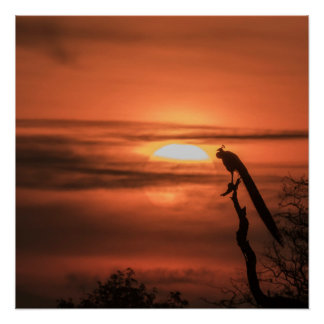 Peacock at Sunrise Perfect Poster