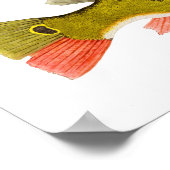 Peacock Bass Art Poster (Hoek)