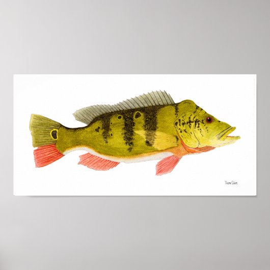 Peacock Bass Art Poster (Voorkant)