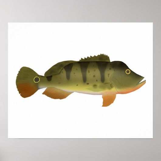 Peacock Bass Poster (Voorkant)
