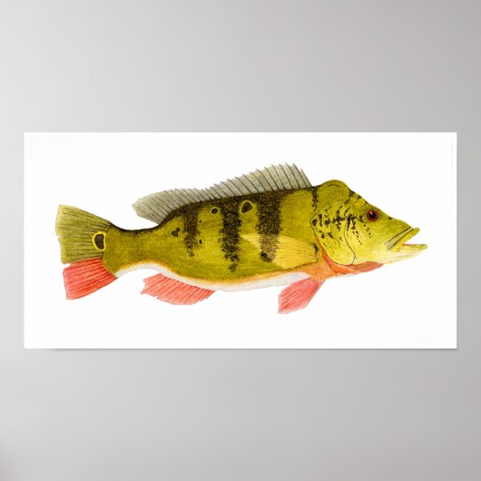 Peacock Bass Print (Voorkant)
