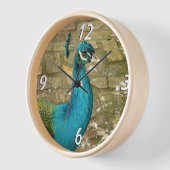 Peacock Beauful Blue Bird Natuur Fotografie (Hoek)