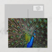 Peacock Beauty Briefkaart (Voorkant / Achterkant)