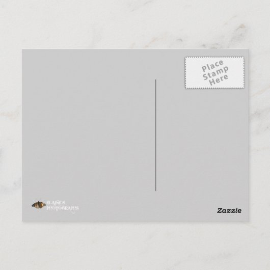 Peacock Beauty Briefkaart (Achterkant)