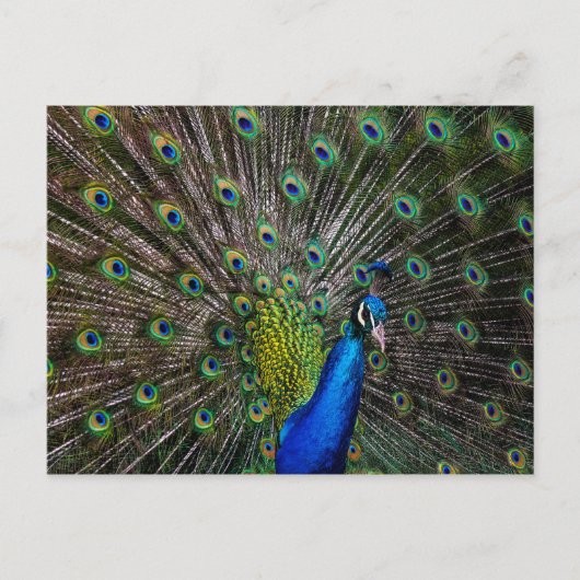 Peacock Beauty Briefkaart (Voorkant)
