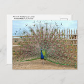 Peacock, Bent's oude Fort Corral Briefkaart (Voorkant / Achterkant)