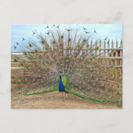Peacock, Bent's oude Fort Corral Briefkaart