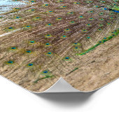 Peacock, Bent's oude Fort Corral Poster (Hoek)