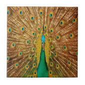 Peacock Bird Feathers Tegeltje (Voorkant)