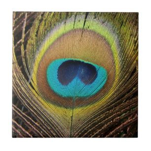 Peacock Bird Feathers Tile Tegeltje