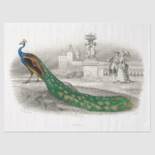 Peacock Bird French Court Decoupage Tissuepapier
