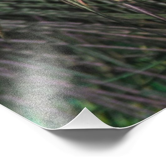 Peacock Bird Peafowl Foto Afdruk (Hoek)