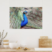 Peacock Bird Photo Natuur Wall Poster (Keuken)
