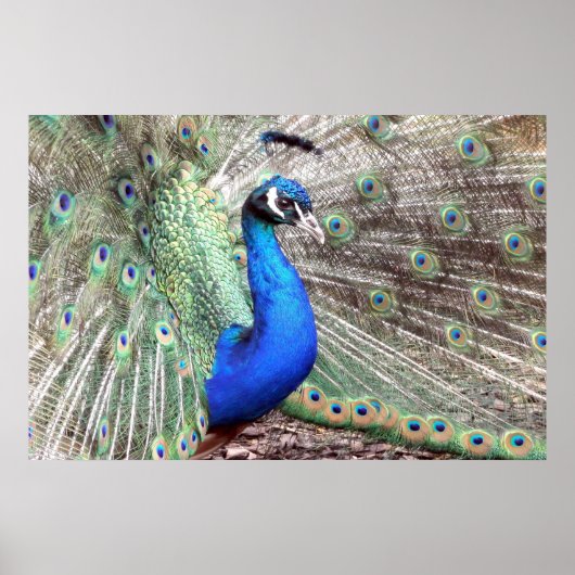 Peacock Bird Photo Natuur Wall Poster (Voorkant)