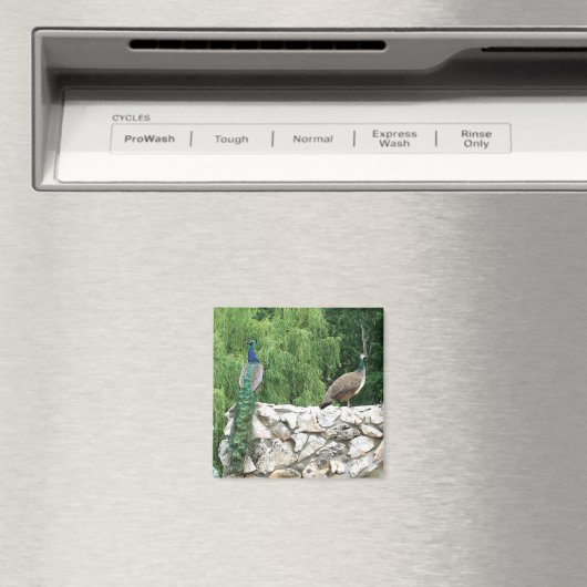 Peacock Birds Garden 5.1 cm vierkante magneet (Insitu (Vaatwasser))