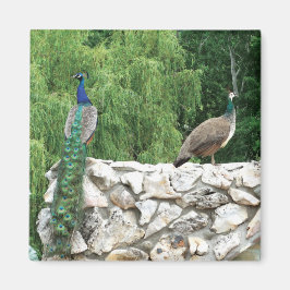Peacock Birds Garden 5.1 cm vierkante magneet